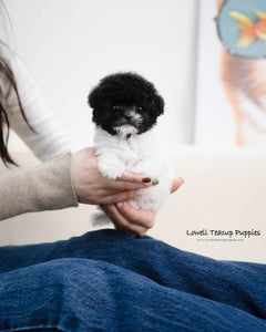 Teacup Poodle Male [Zaid]