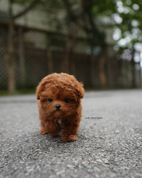 Teacup Poodle Male [Dan]