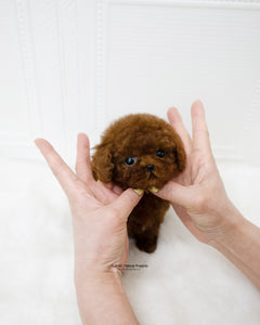 Teacup Poodle Female [Remi]