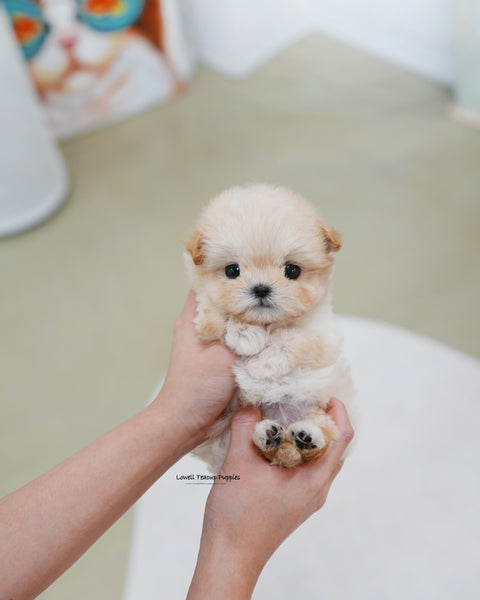 Teacup Maltipoo Female [Bunny]