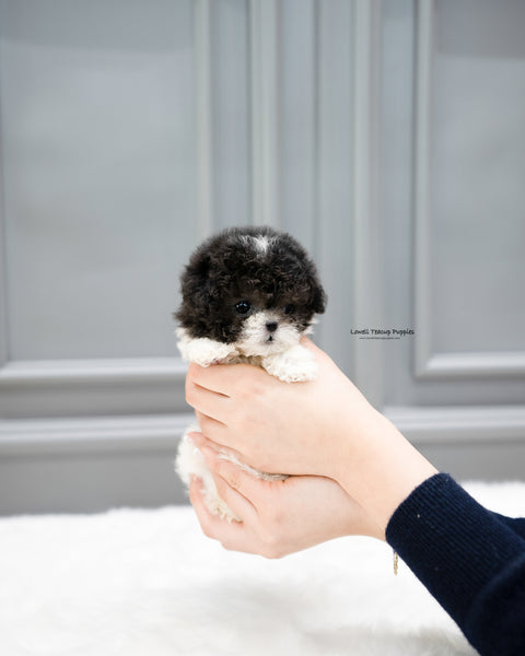 Teacup Poodle Female [Lulu]