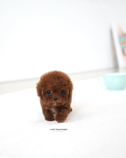 Teacup Poodle Male [Bree]