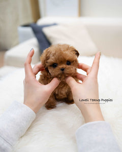 Teacup Maltipoo Female [Magot]