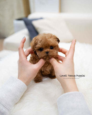 Teacup Maltipoo Female [Magot]