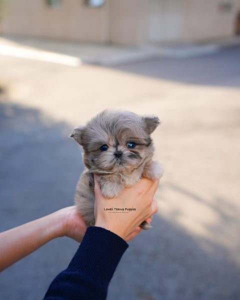 Teacup Maltipoo Male [Pip]