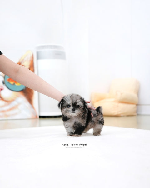 Teacup Maltipoo Female [Cory]