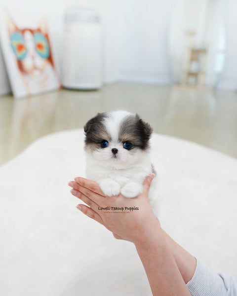 Teacup Maltipom Female [Puff]