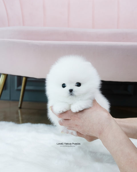 Teacup Pomeranian Female [Milk]