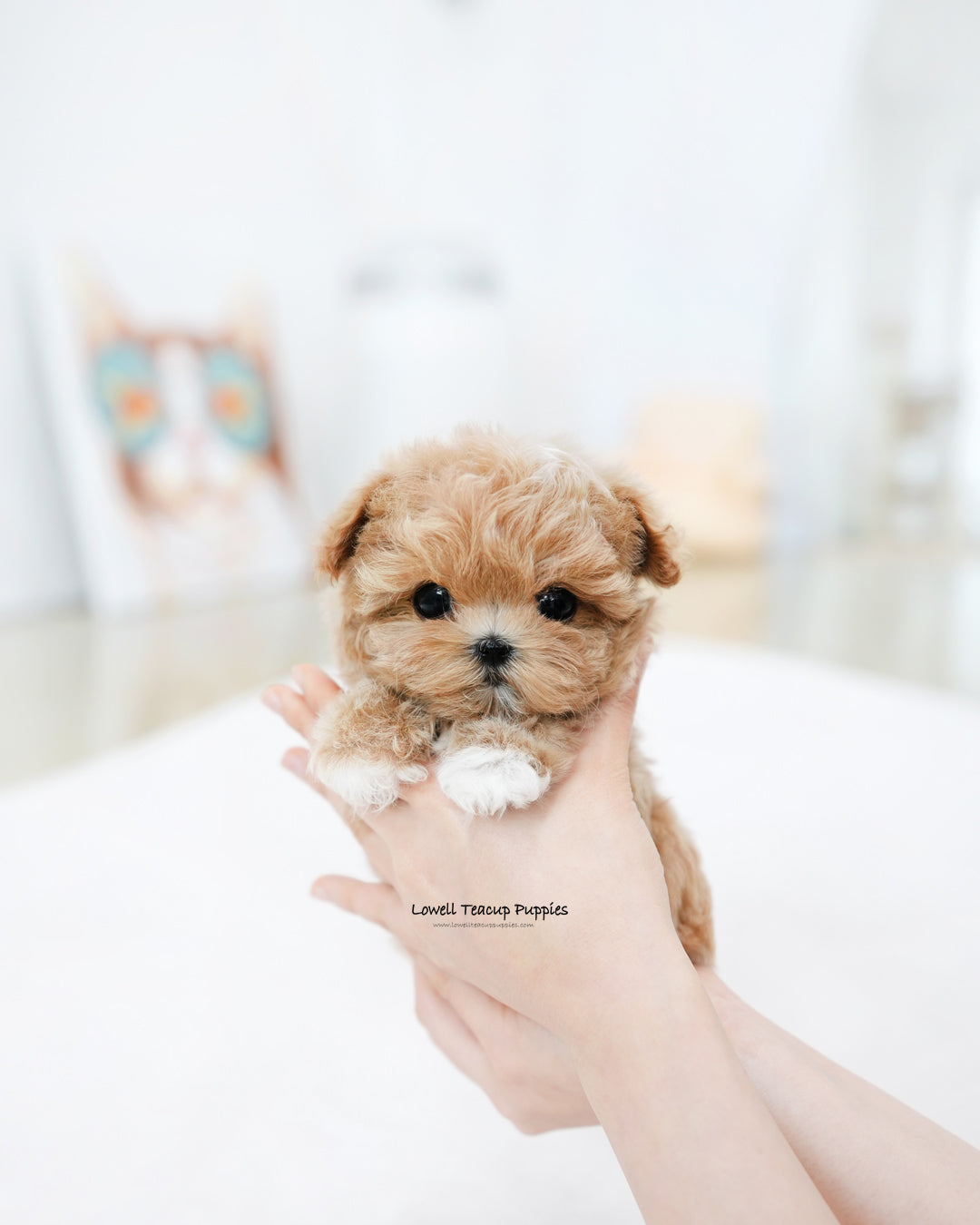 Teacup Maltipoo Male [Zion]