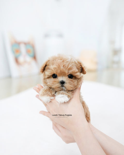 Teacup Maltipoo Male [Zion]