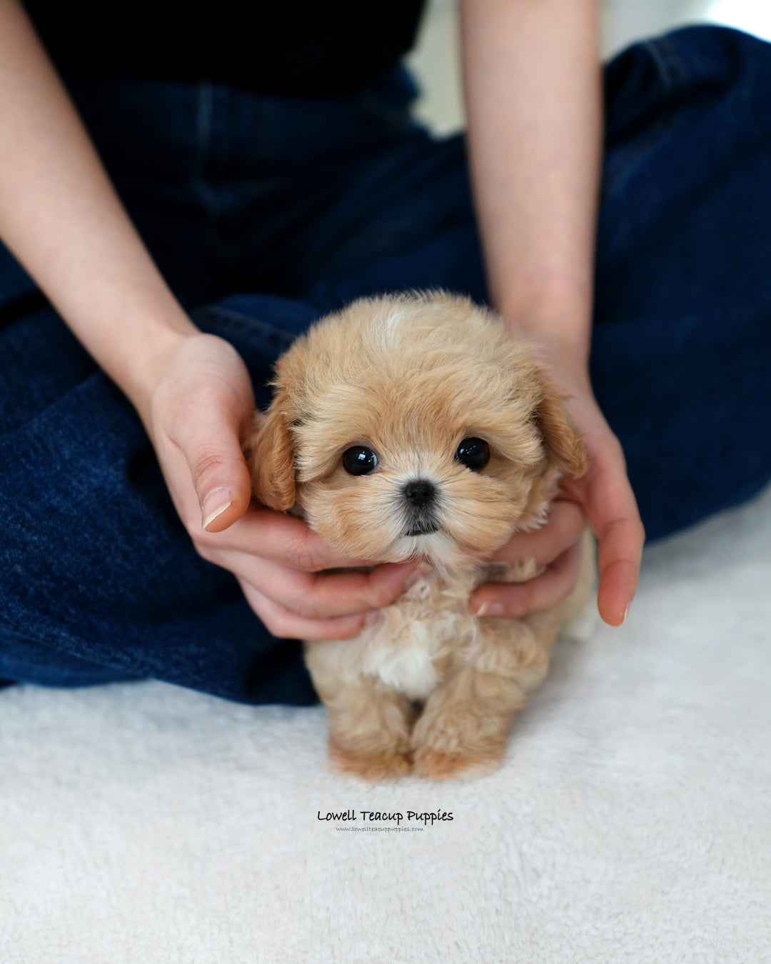Teacup Maltipoo Male [Orion]