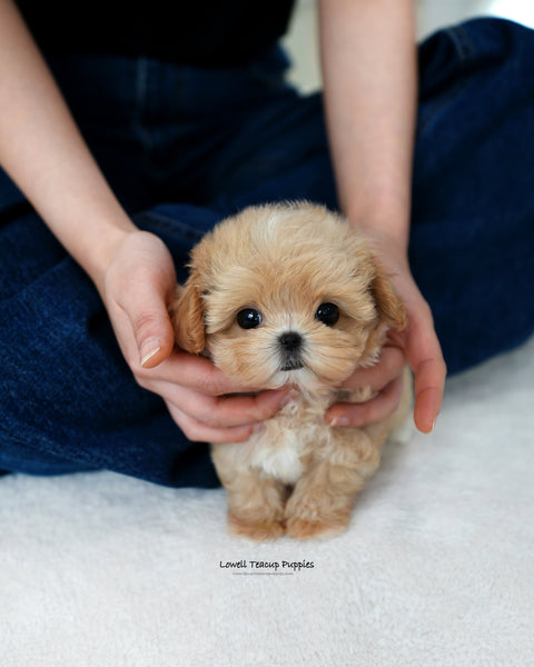 Teacup Maltipoo Male [Orion]