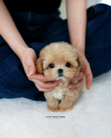 Teacup Maltipoo Male [Orion]