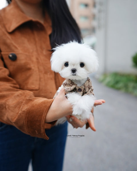 Teacup Maltese Female [Hana]