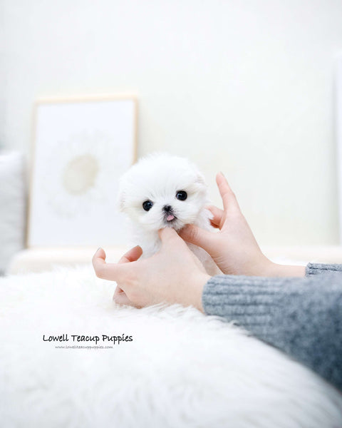 Teacup Maltese Male [Caly]