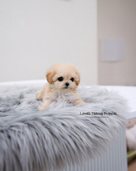 Teacup Maltipoo Female [Clover]