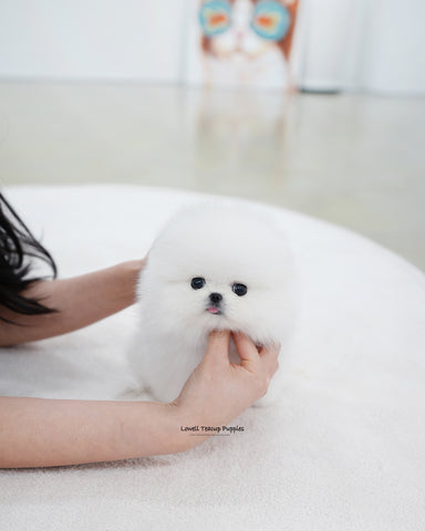Teacup Pomeranian Male [Biscuit]