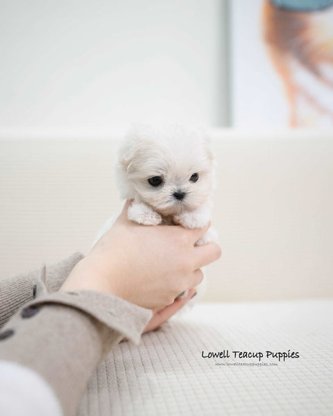 Teacup Maltipoo Female [Miu]