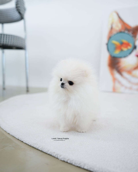Teacup Pomeranian Male [Milk]