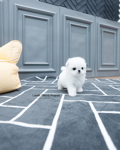 Teacup Maltese Male [Tayo]