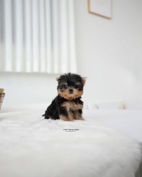 Teacup Yorkie Female [Betty]