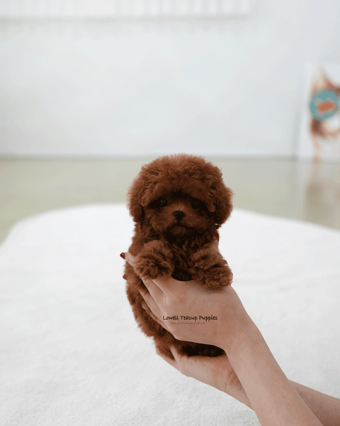 Teacup Poodle Male [Pony]