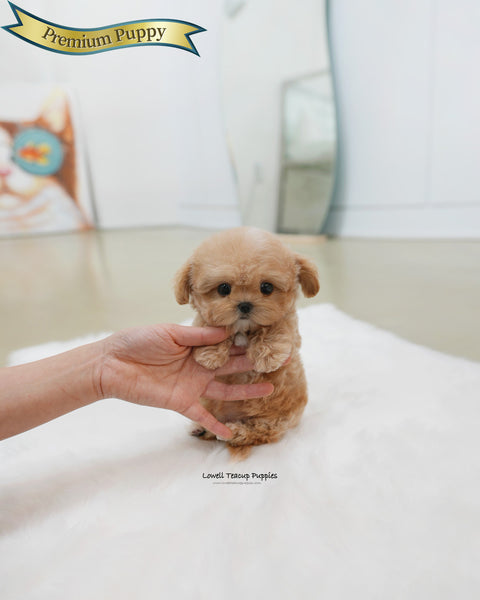 Teacup Maltipoo Male [Isaac]
