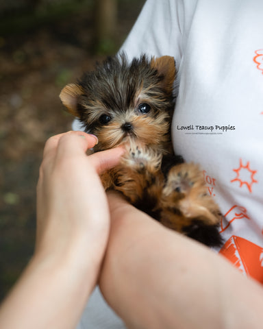 Teacup Yorkie Female [Kitkat]