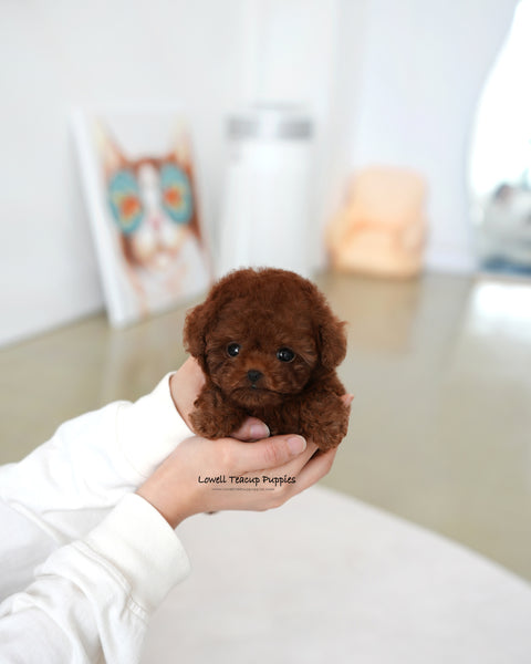 Teacup Poodle Male [kitkat]