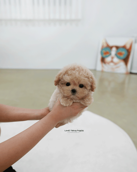 Teacup Maltipoo Female [Nina]