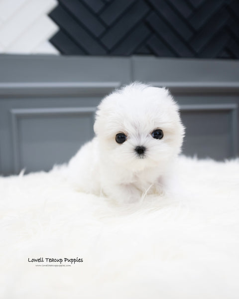 Teacup Maltese Male [Will]