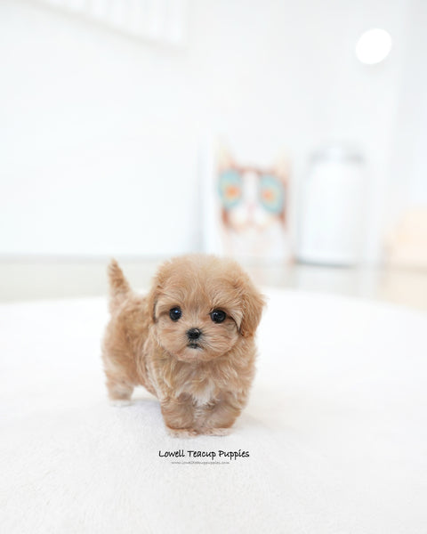 Teacup Maltipoo Female [Ivy]