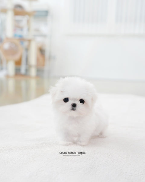 Teacup Maltese Female [Sunny]