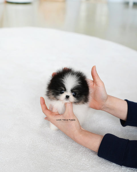 Teacup Pomeranian Female [Sage]