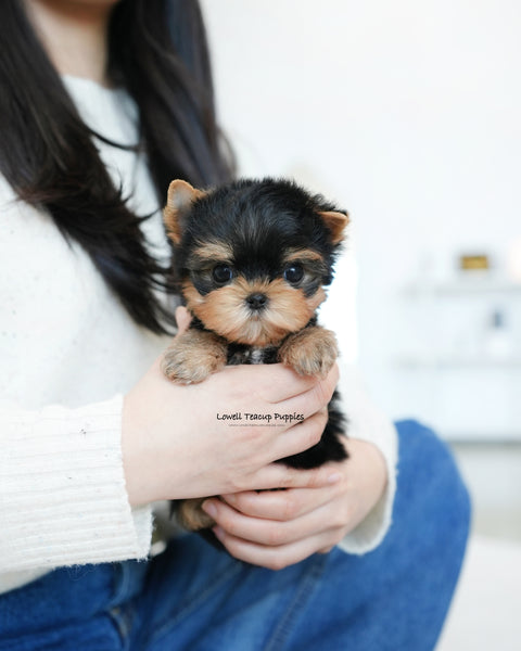 Teacup Yorkie Male [Benji]