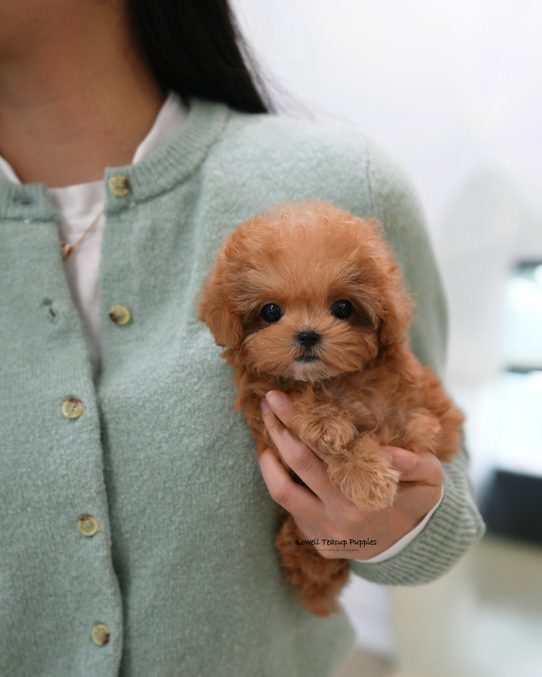 Teacup Poodle Male [Toby]