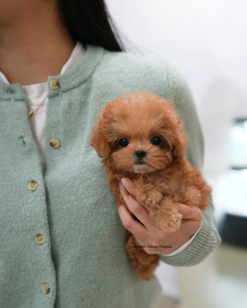 Teacup Poodle Male [Toby]