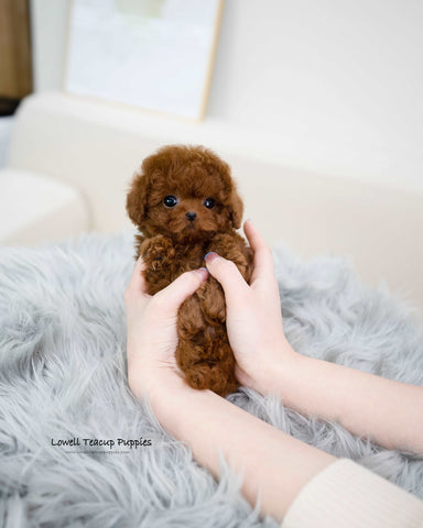 Teacup Poodle Male [Jordan]