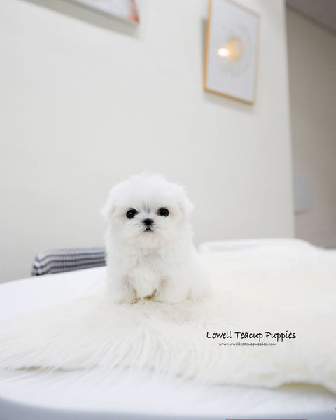 Teacup Maltese Male [Lucky]