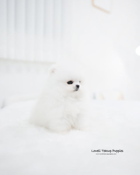Teacup Pomeranian Female [Wanda]