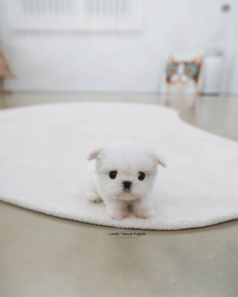 Teacup Maltese Male [Tayo]