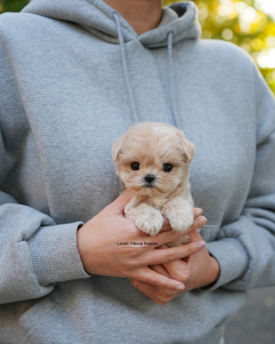 Teacup Maltipoo Female [Cleo]