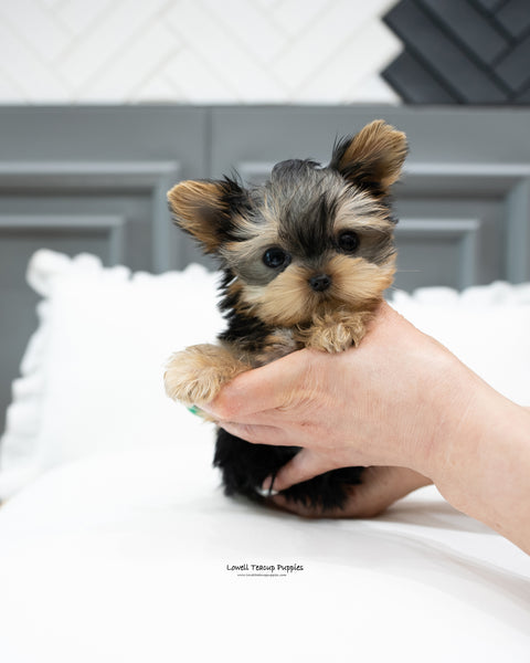 Teacup Yorkie Male [Bailey]