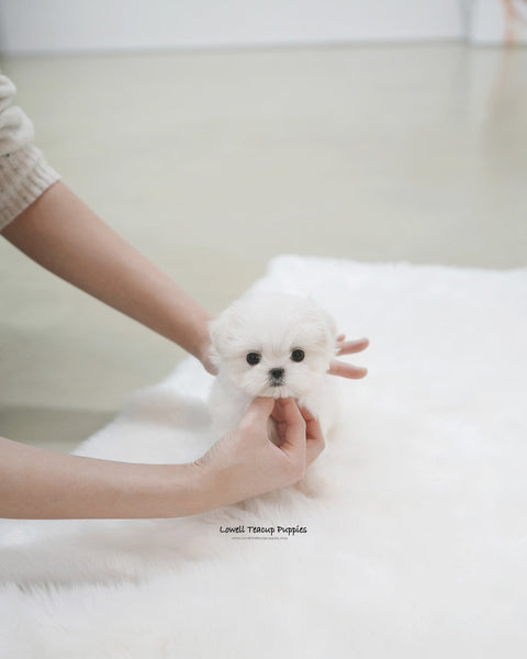 Teacup Maltese Male [Buzz]