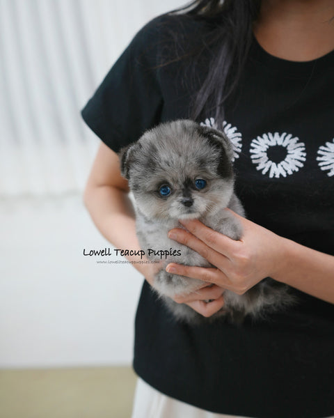 Teacup Pomeranian Female [Luxe]