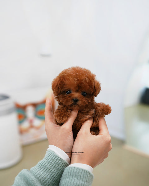 Teacup Maltipoo Male [Jovi]