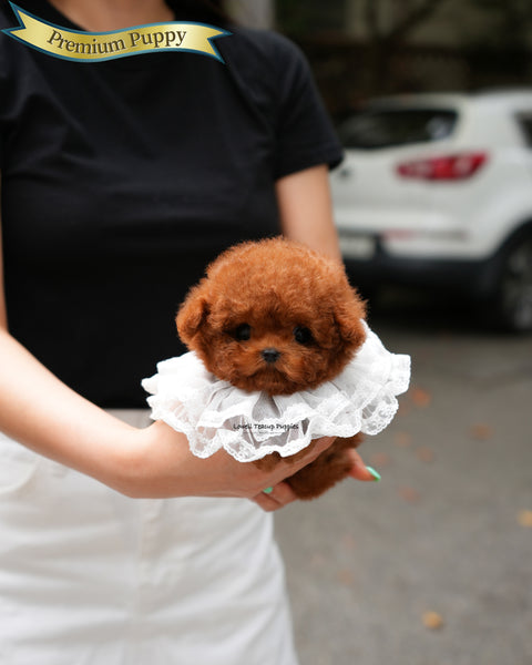 Teacup Poodle Male [Jules]