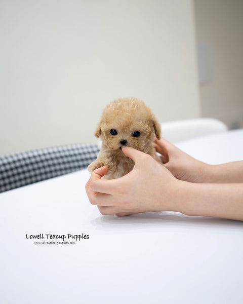 Teacup Poodle Male [Jace]