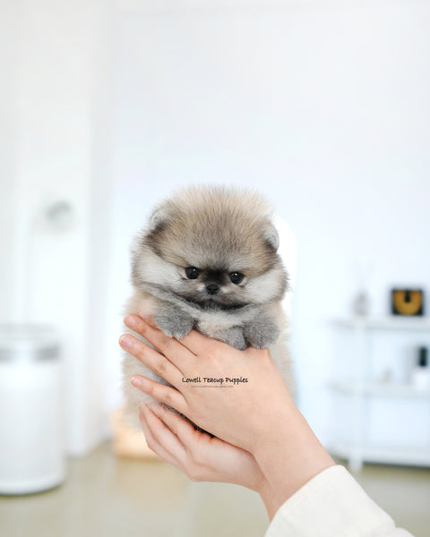 Teacup Pomeranian Male [Diego]