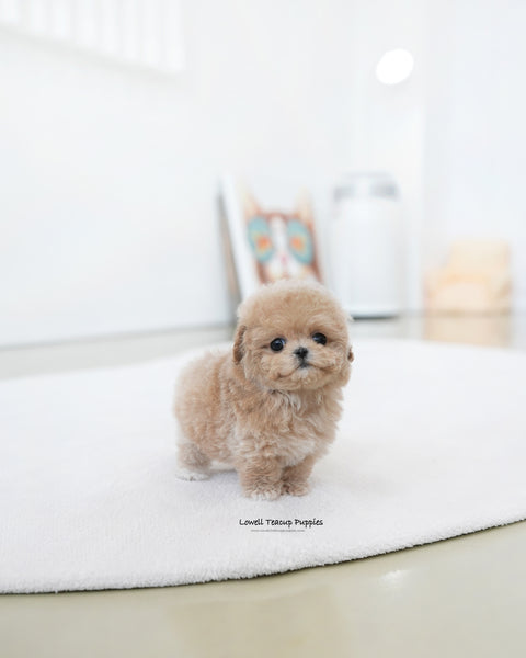 Teacup Maltipoo Female [Ashley]